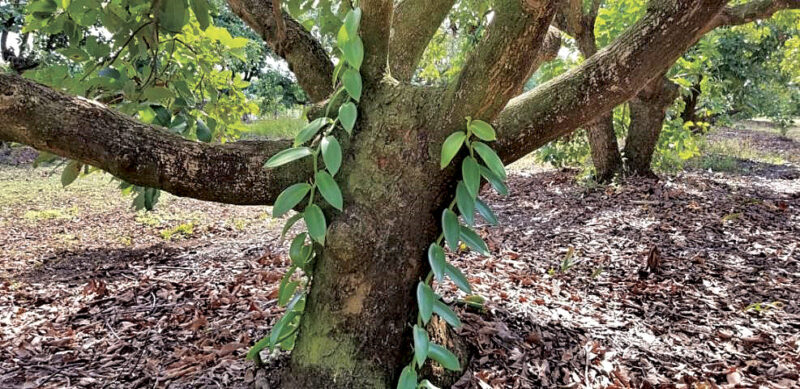 Potential vanilla production in Southern Florida